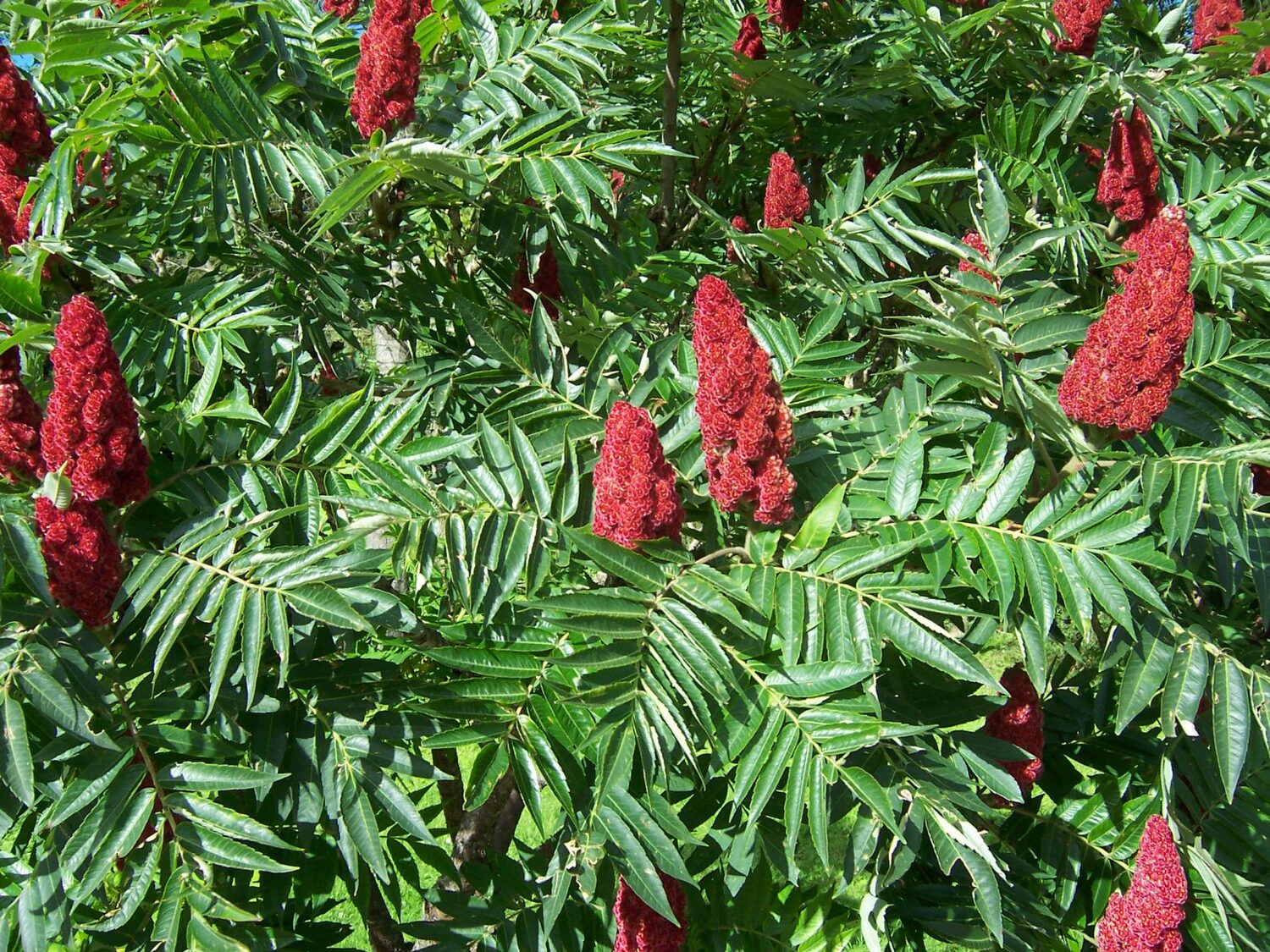 Rhus typhina - Staghorn Sumac, Velvet Sumac, Vinegar Tree - Image 7