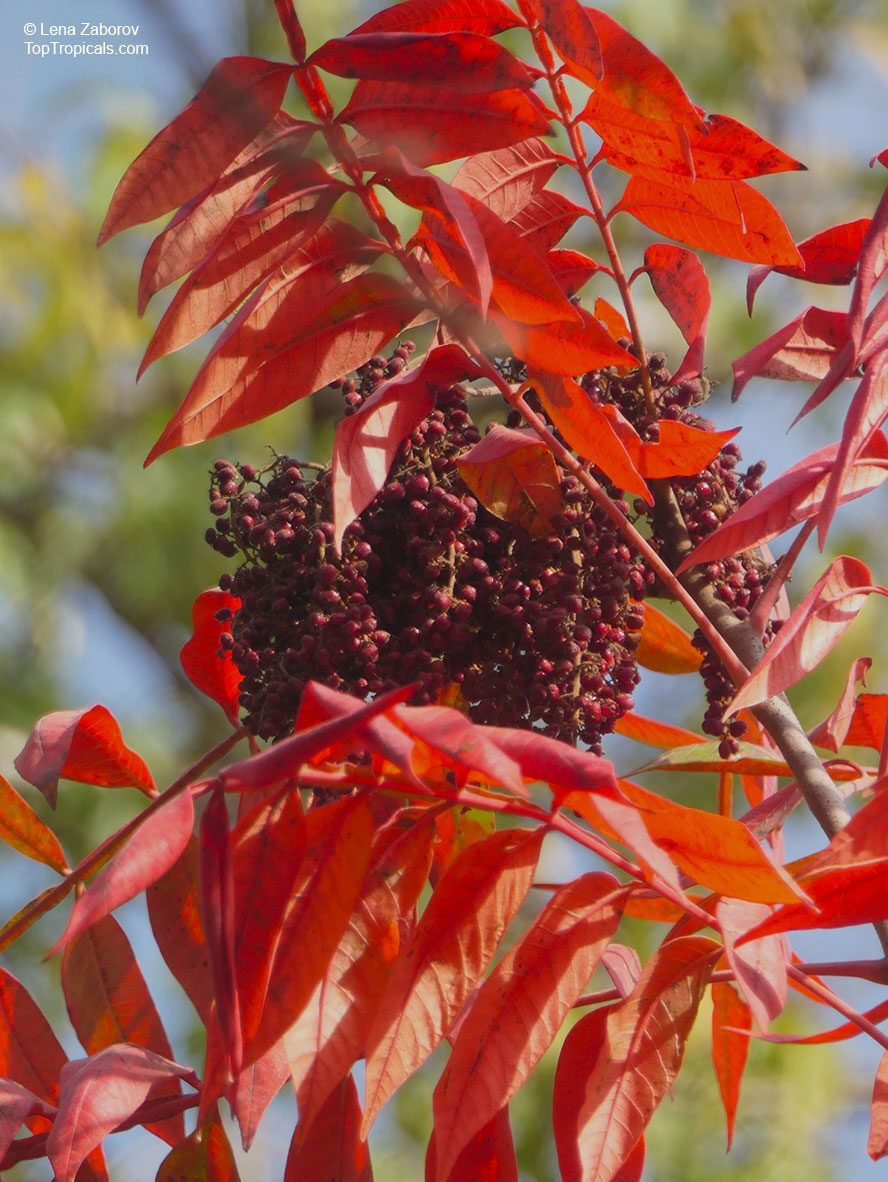 Rhus typhina - Staghorn Sumac, Velvet Sumac, Vinegar Tree - Image 8