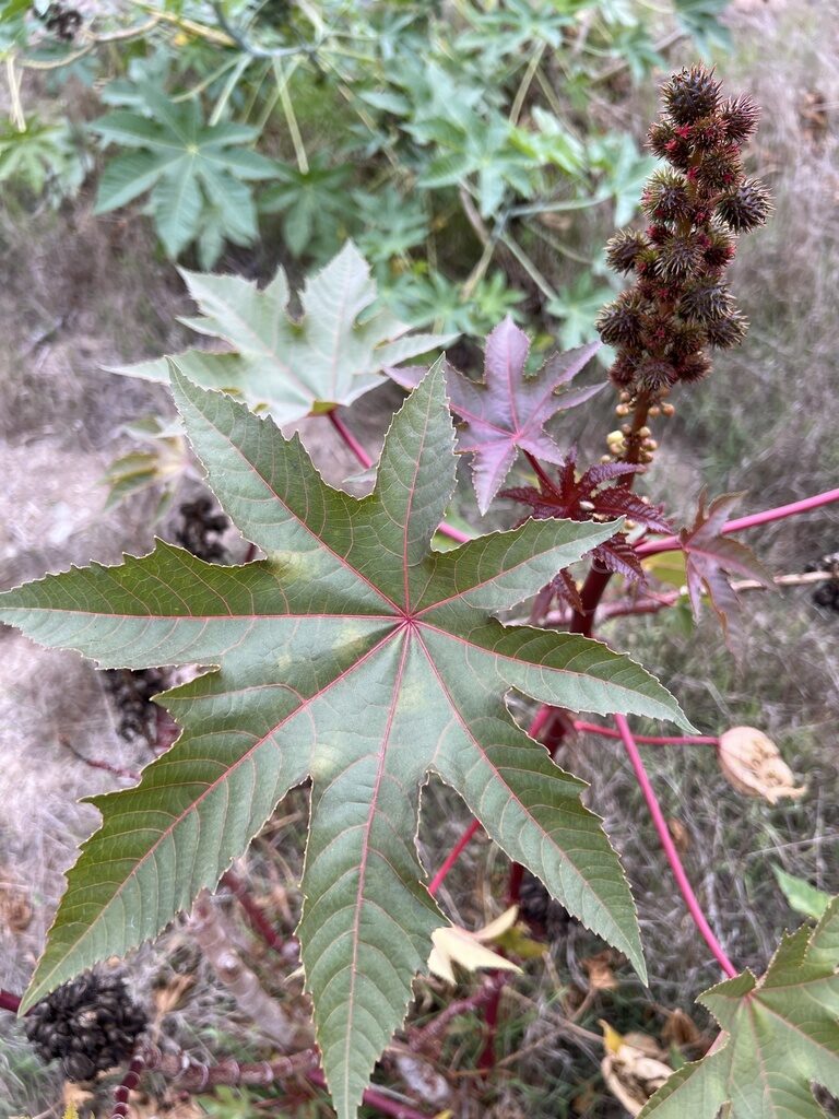 Ricinus communis - Castor bean