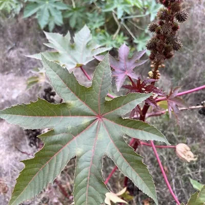 Ricinus communis - Castor bean