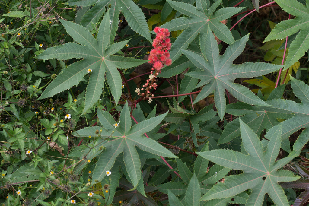 Ricinus communis - Castor bean - Image 2
