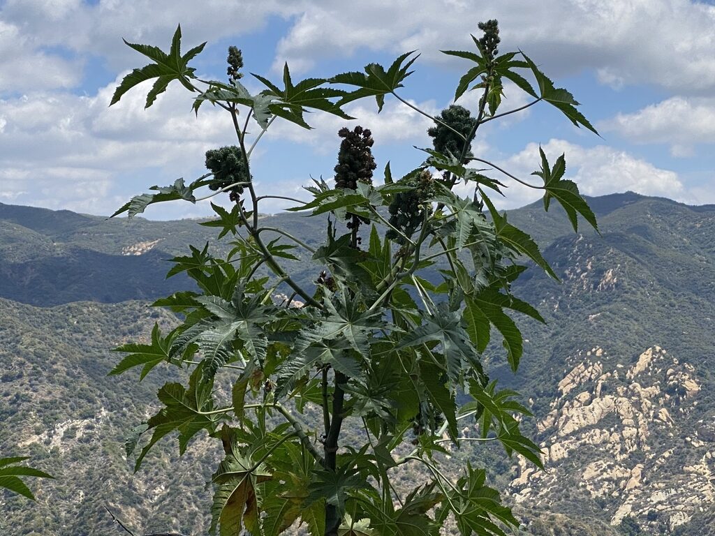 Ricinus communis - Castor bean - Image 3