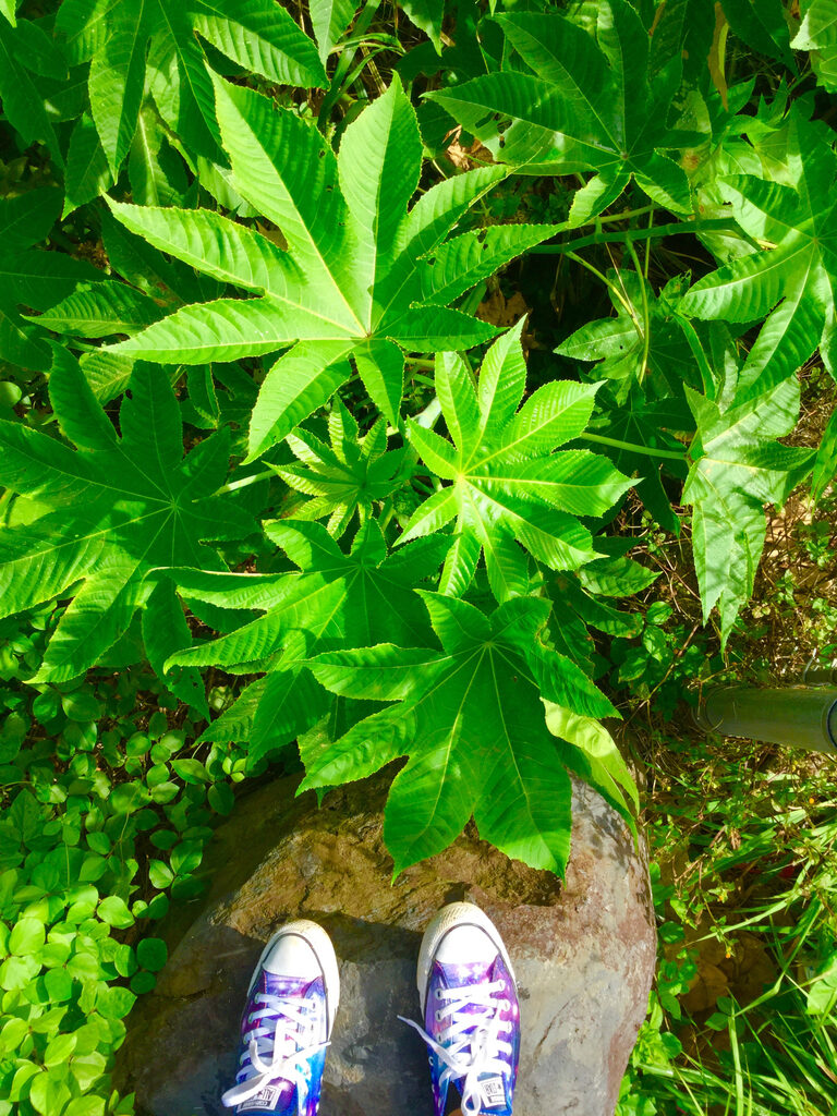 Ricinus communis - Castor bean - Image 4