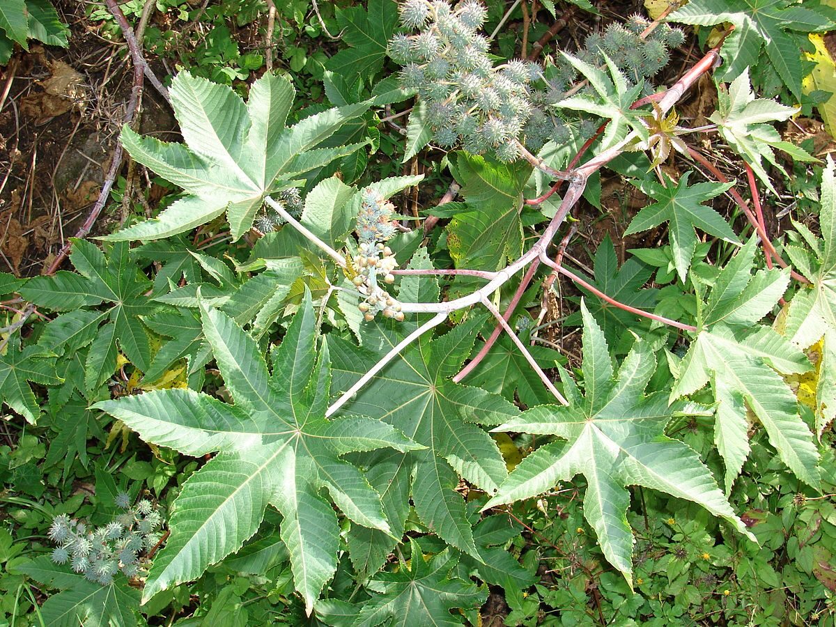 Ricinus communis - Castor bean - Image 5