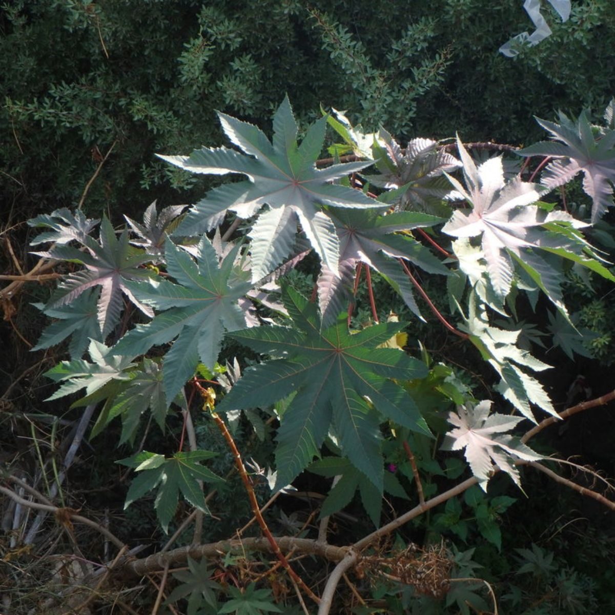 Ricinus communis - Castor bean - Image 6