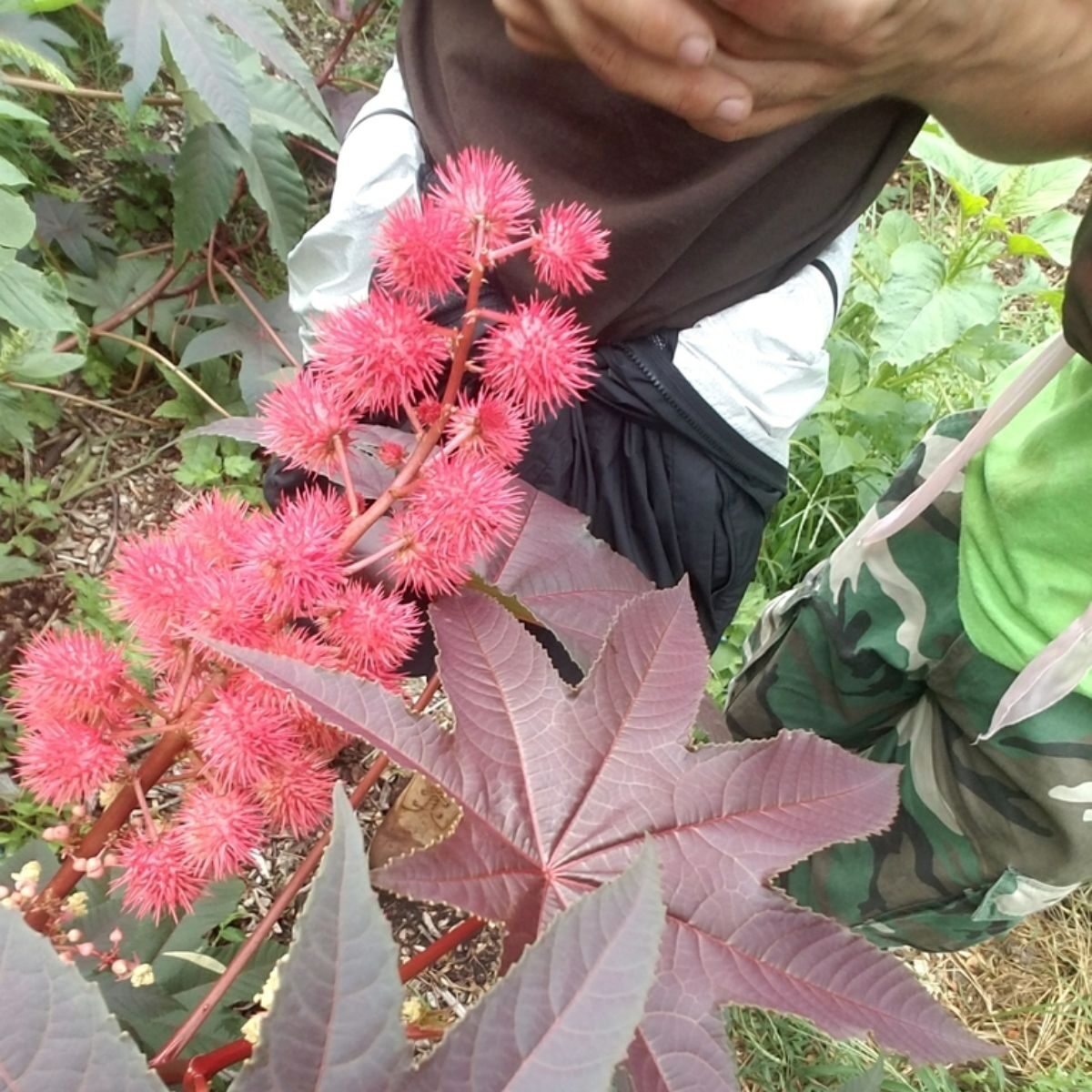 Ricinus communis - Castor bean - Image 7