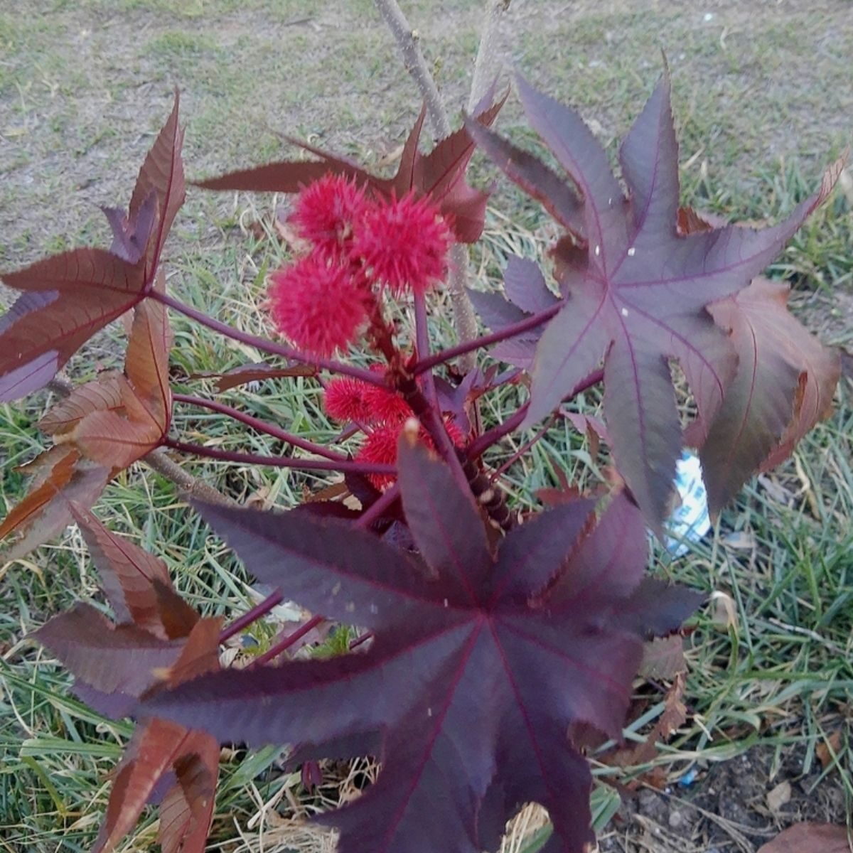 Ricinus communis - Castor bean - Image 8