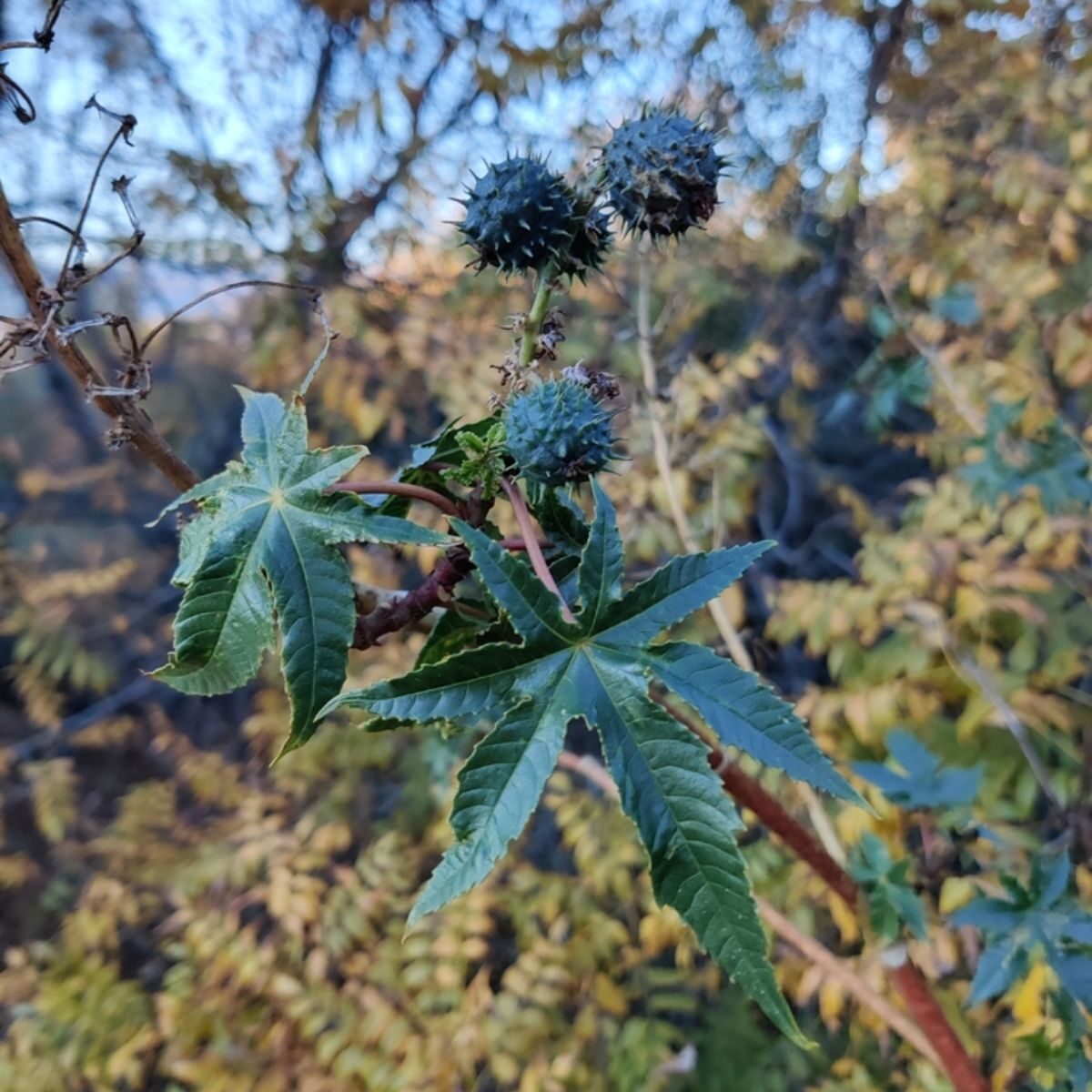 Ricinus communis - Castor bean - Image 9