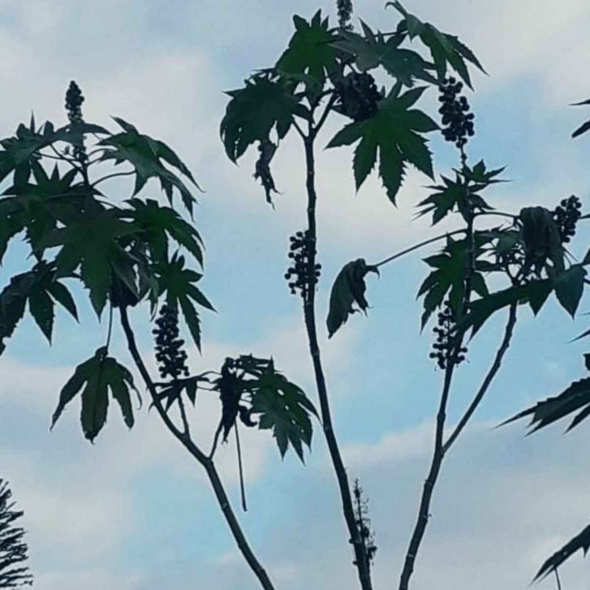 Ricinus communis - Castor bean - Image 10