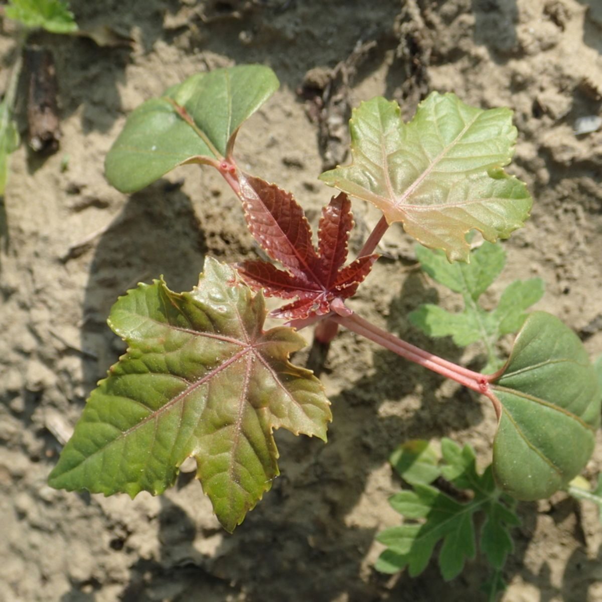Ricinus communis - Castor bean - Image 11
