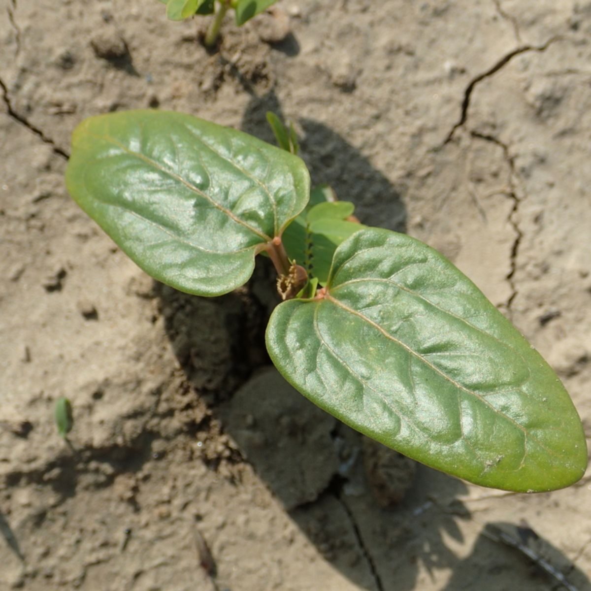 Ricinus communis - Castor bean - Image 12