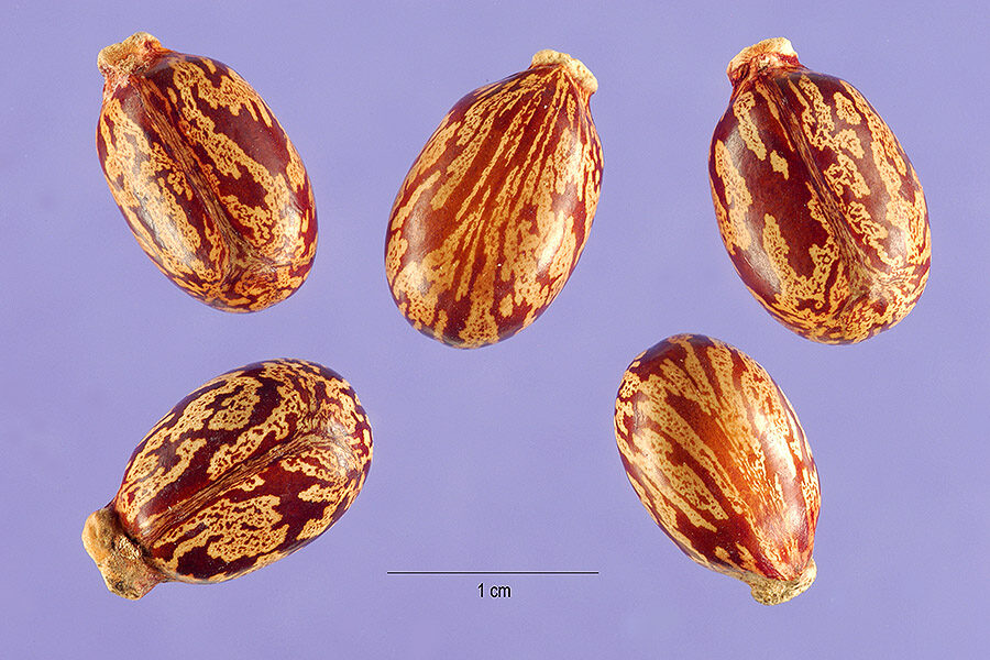 Ricinus communis - Castor bean - Image 13