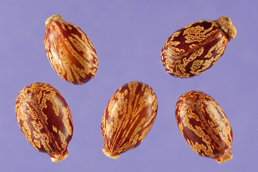 Ricinus communis - Castor bean - Image 14