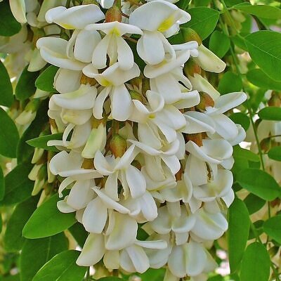 Robinia pseudoacacia - Black Locust