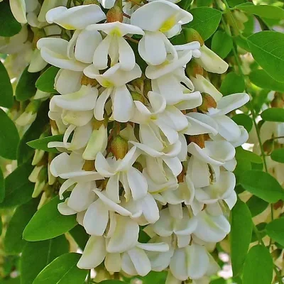 Robinia pseudoacacia - Black Locust
