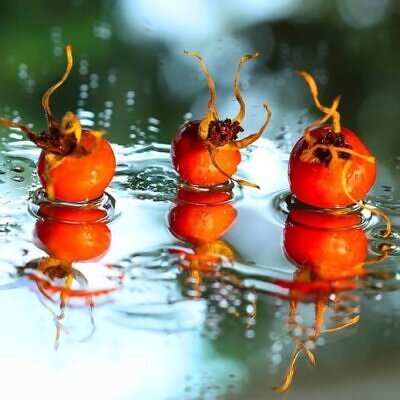 Rosa rubiginosa - Rosehip, eglantine, sweet briar rose, sweet brier, wein-rose