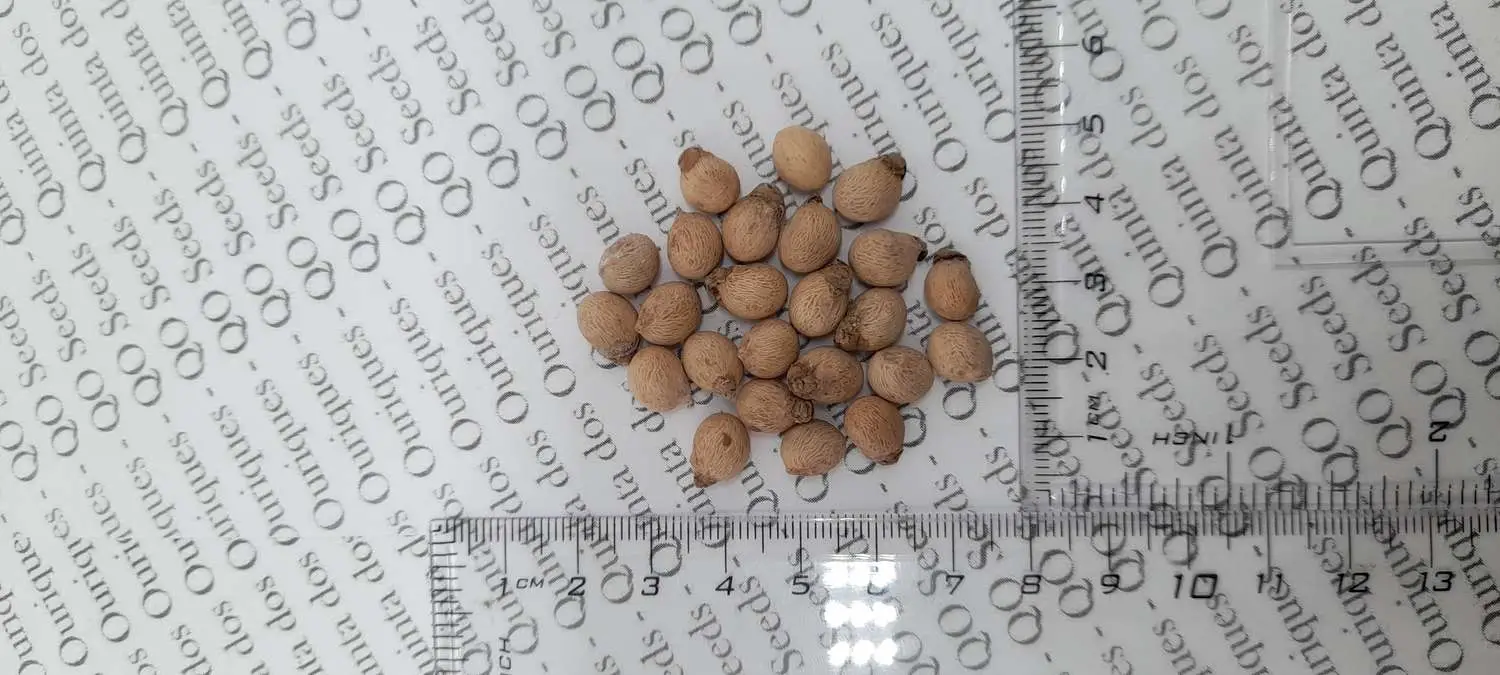 Roystonea regia - Cuban Royal Palm - Image 2