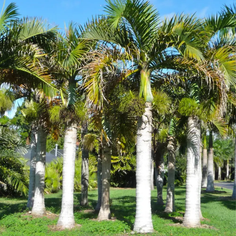 Roystonea regia - Cuban Royal Palm - Image 5