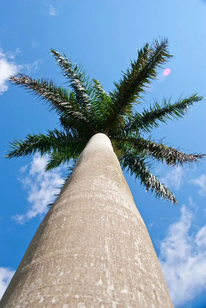 Roystonea regia - Cuban Royal Palm - Image 6