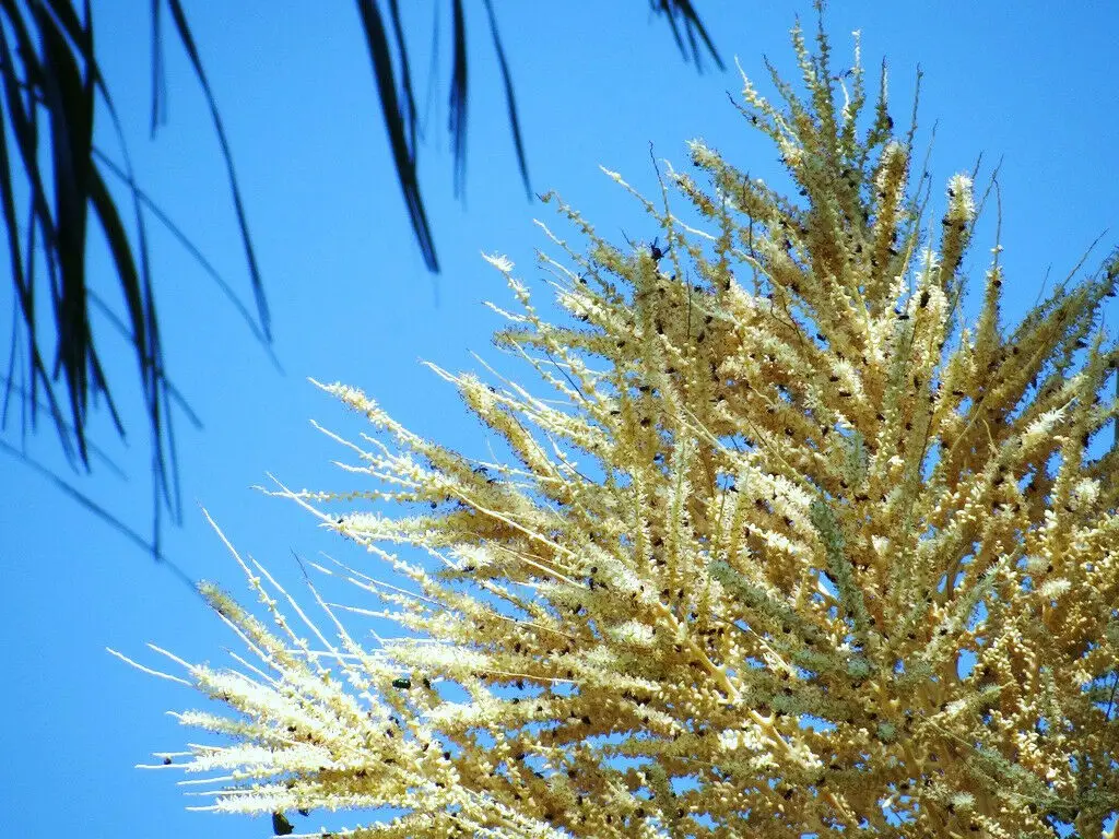 Roystonea regia - Cuban Royal Palm - Image 7