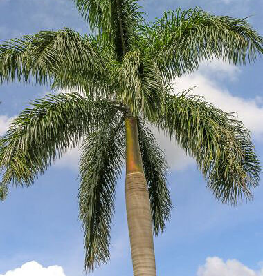 Roystonea regia - Cuban Royal Palm