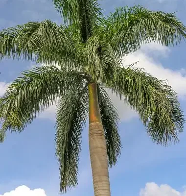 Roystonea regia - Cuban Royal Palm