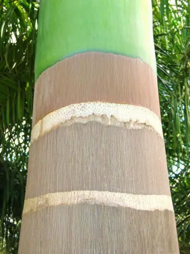 Roystonea regia - Cuban Royal Palm - Image 9