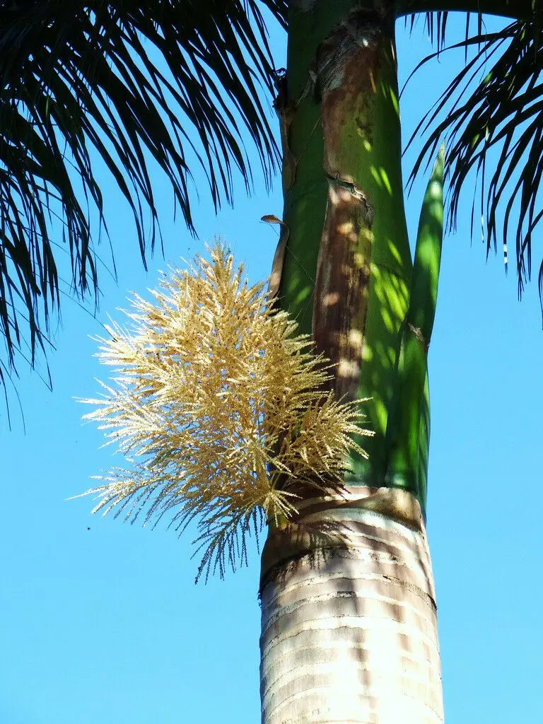 Roystonea regia - Cuban Royal Palm - Image 10