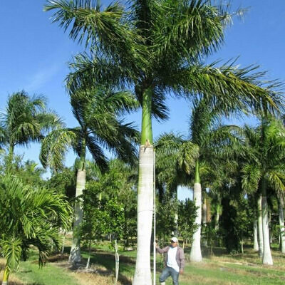 Roystonea regia 'Florida' (desativado - sinônimo de Roystonea regia 'Cuban Royal - Florida Royal Palm