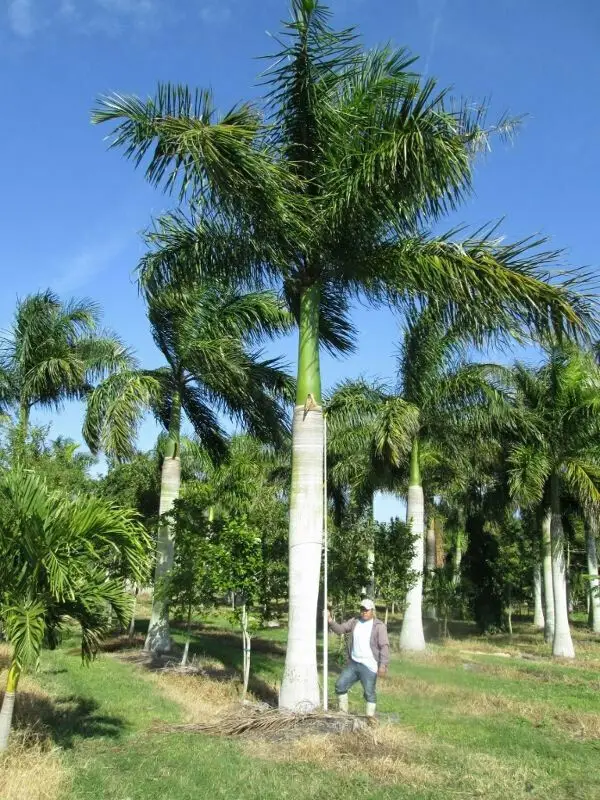 Roystonea regia 'Florida' (desativado - sinônimo de Roystonea regia 'Cuban Royal - Florida Royal Palm