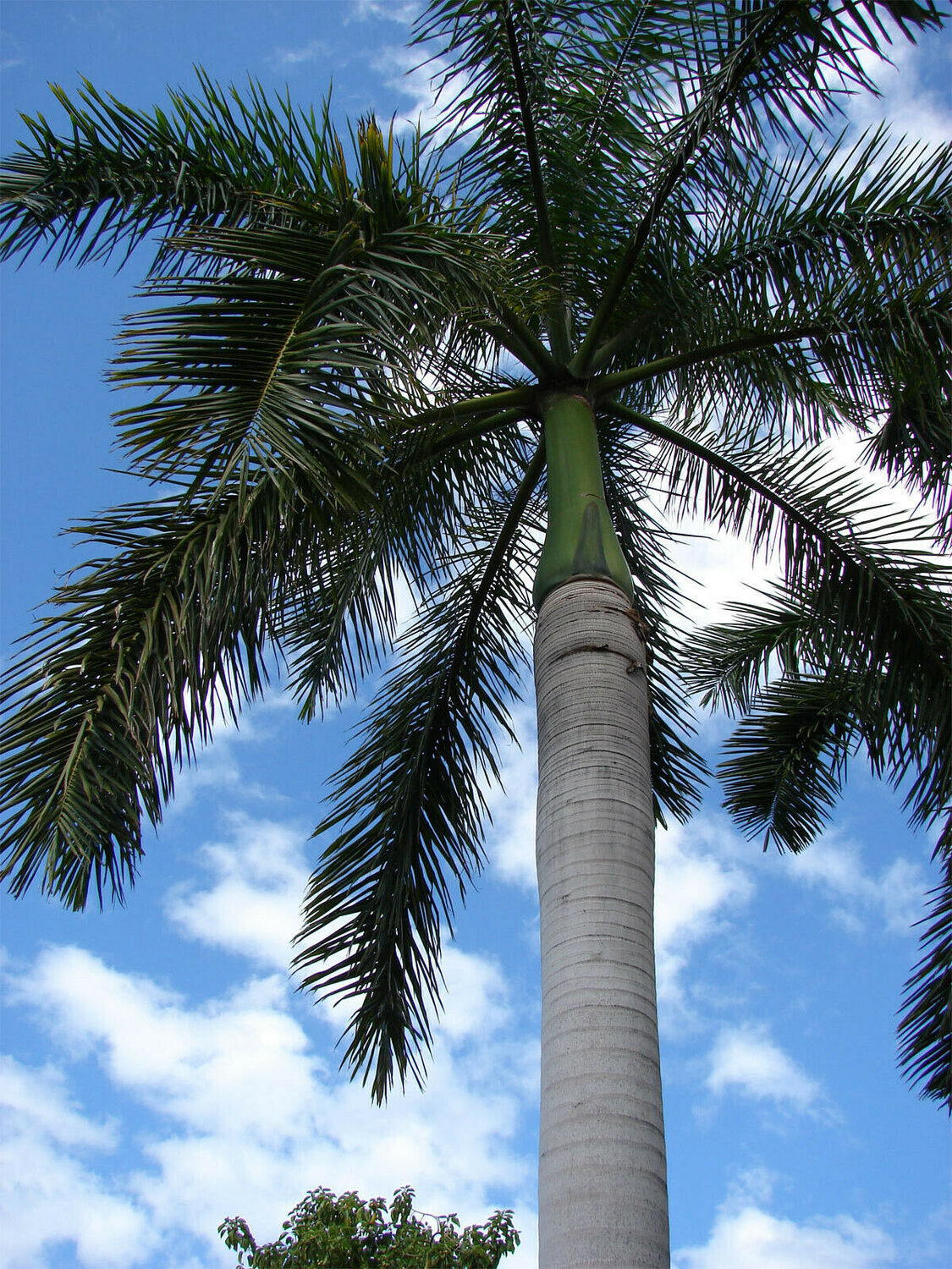 Roystonea regia 'Florida' (desativado - sinônimo de Roystonea regia 'Cuban Royal - Florida Royal Palm - Image 5