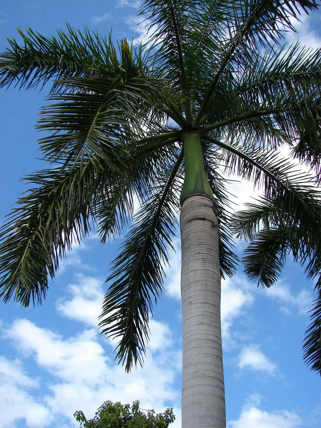 Roystonea regia 'Florida' (desativado - sinônimo de Roystonea regia 'Cuban Royal - Florida Royal Palm - Image 5