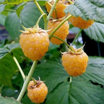 Rubus ellipticus - Golden Himalayan Raspberry, Yellow Raspberry