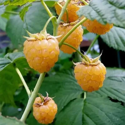 Rubus ellipticus - Golden Himalayan Raspberry, Yellow Raspberry
