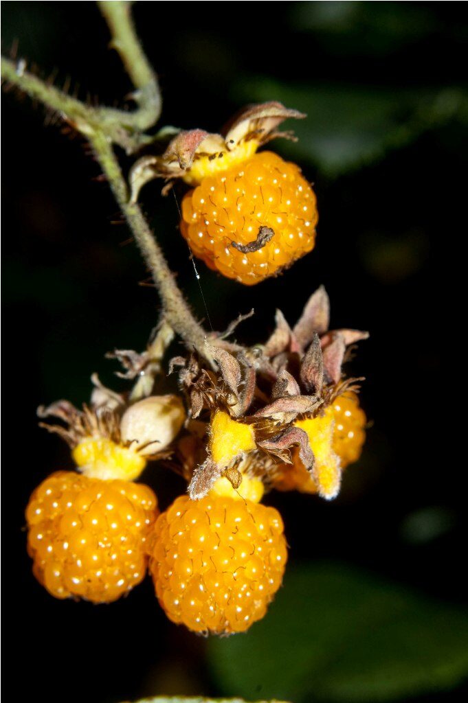 Rubus ellipticus - Golden Himalayan Raspberry, Yellow Raspberry - Image 2