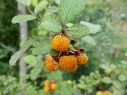 Rubus ellipticus - Golden Himalayan Raspberry, Yellow Raspberry - Image 3