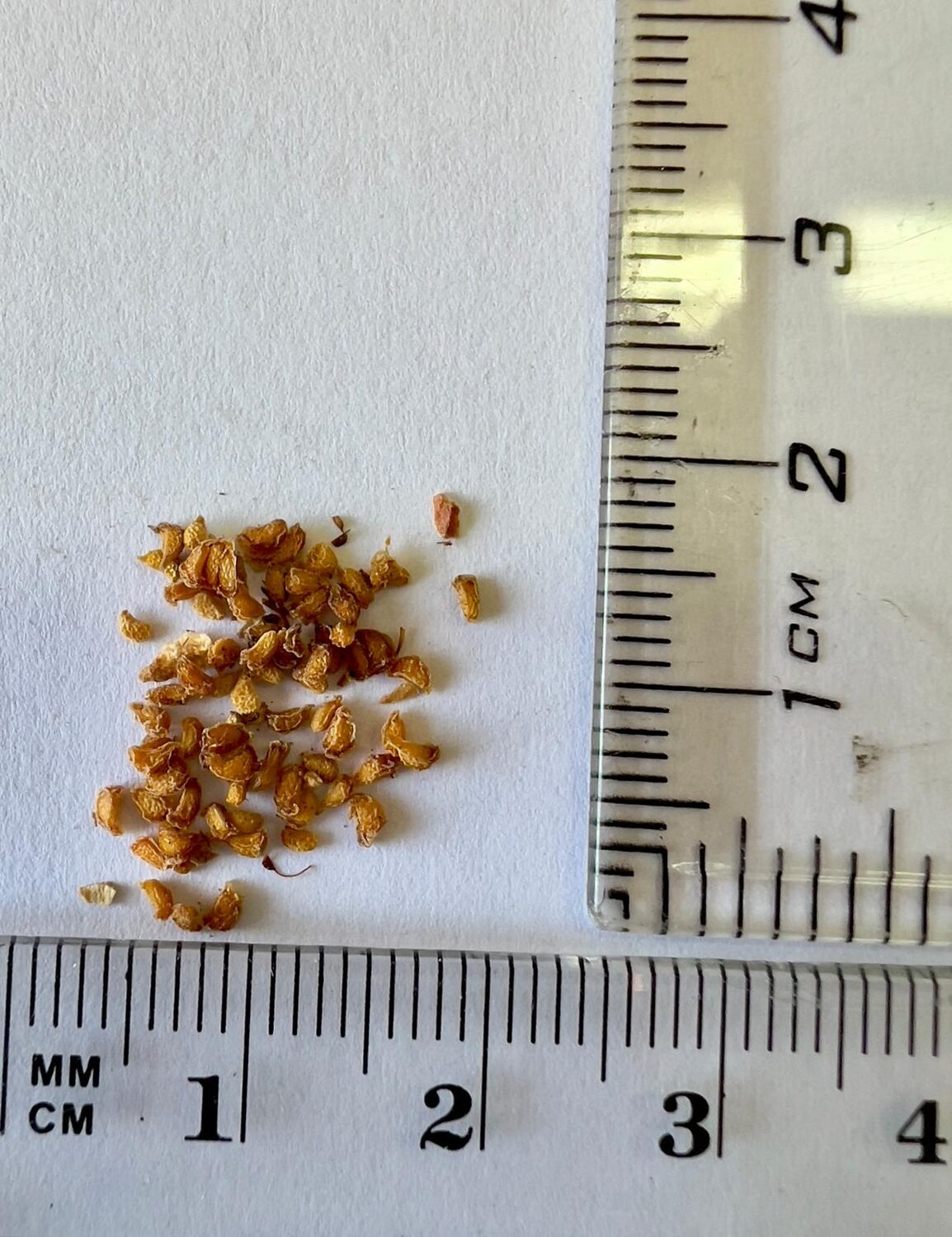 Rubus ellipticus - Golden Himalayan Raspberry, Yellow Raspberry - Image 6