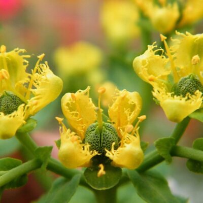 Ruta graveolens - Common Rue