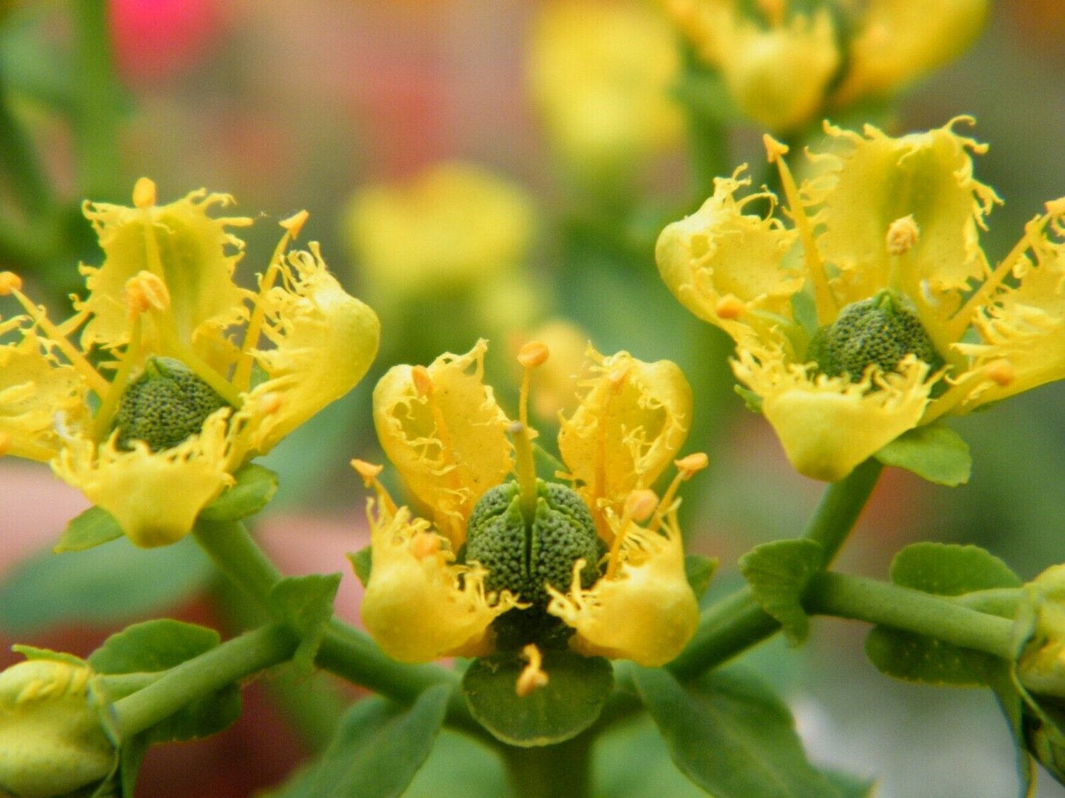 Ruta graveolens - Common Rue