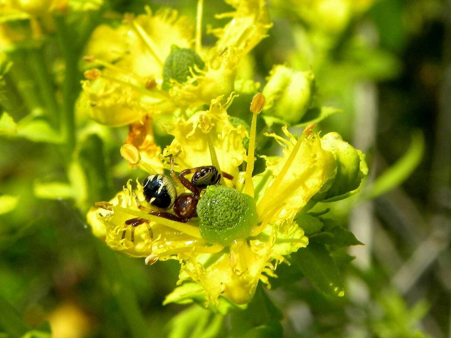 Ruta graveolens - Common Rue - Image 4