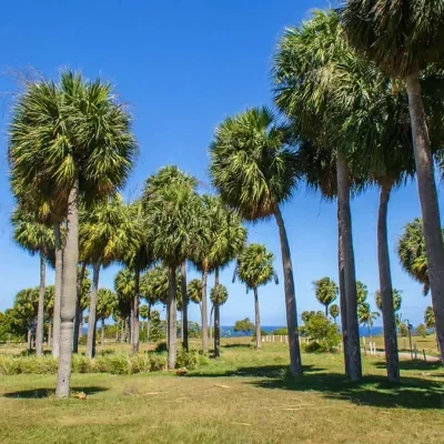 Sabal causiarum - Puerto Rican Hat Palm