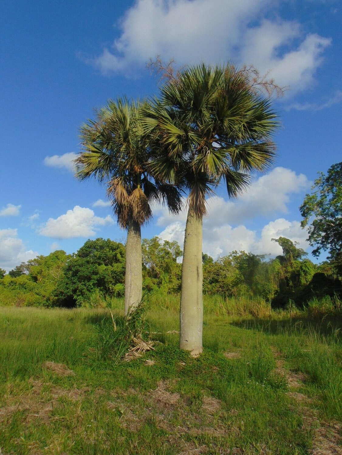 Sabal causiarum - Puerto Rican Hat Palm - Image 3