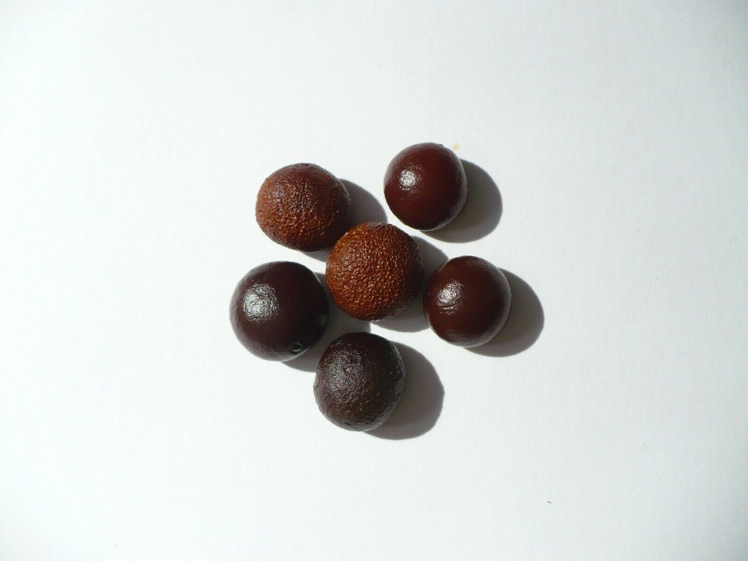 Sabal causiarum - Puerto Rican Hat Palm - Image 4