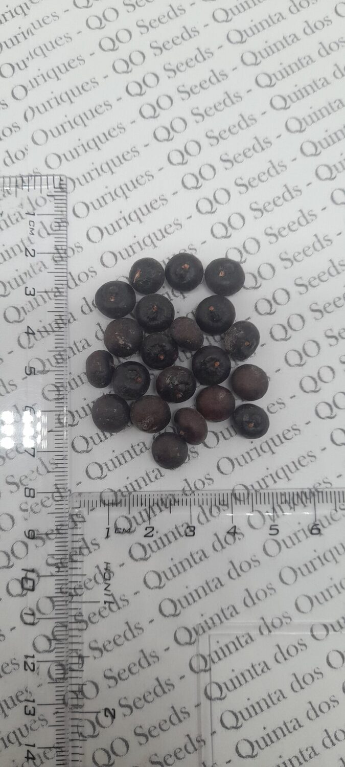 Sabal causiarum - Puerto Rican Hat Palm - Image 5