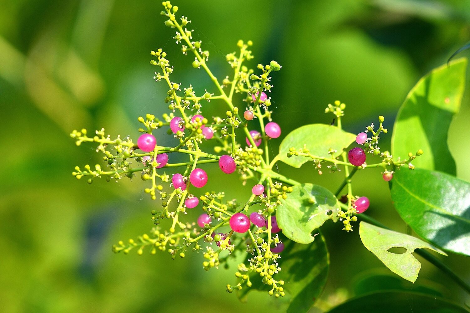 Salvadora persica - Toothbrush Tree, Arak, Jhak, Mustard Tree