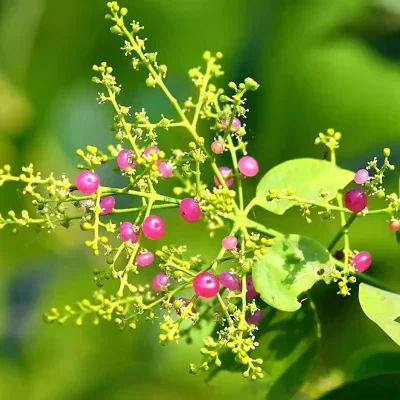 Salvadora persica - Toothbrush Tree, Arak, Jhak, Mustard Tree