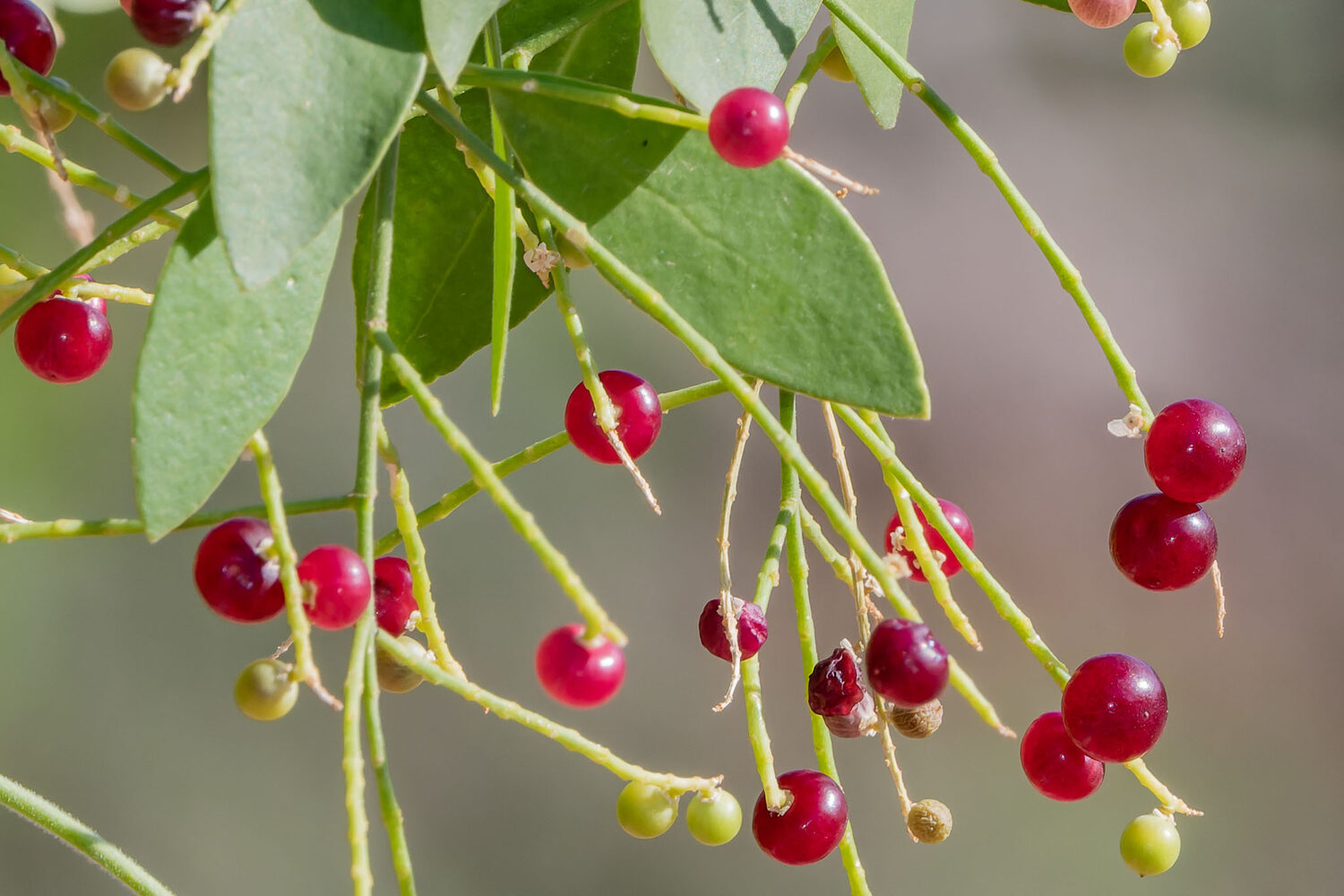 Salvadora persica - Toothbrush Tree, Arak, Jhak, Mustard Tree - Image 2
