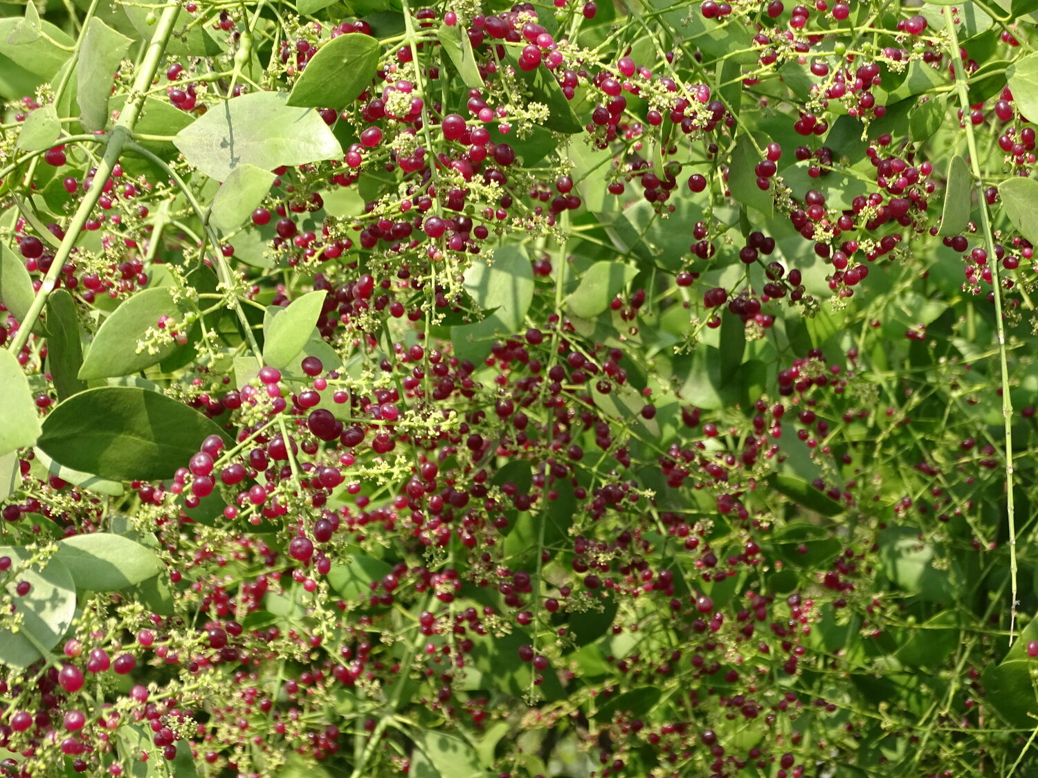 Salvadora persica - Toothbrush Tree, Arak, Jhak, Mustard Tree - Image 4