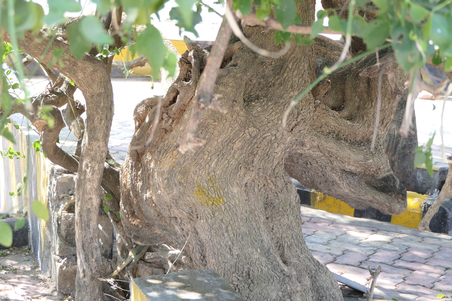 Salvadora persica - Toothbrush Tree, Arak, Jhak, Mustard Tree - Image 6