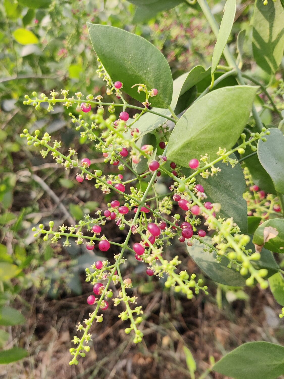 Salvadora persica - Toothbrush Tree, Arak, Jhak, Mustard Tree - Image 8